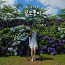 안덕면 동광단지경로당 | 제주 서쪽 수국명소 동광리 수국길 길모퉁이 가게(위치, 입장료)