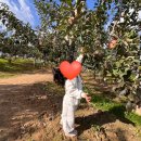 동원농장 | 🍎예산 동원농원 사과따기 후기 | 사과 10kg + 고기까지!