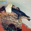 제비농장 이미지