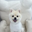 뽀르몽 네이버블로그
