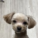 바오그루밍 이미지