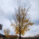 미정식당 이미지