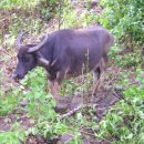 한우가 최고야 이미지