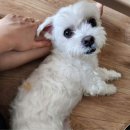 휘가