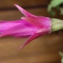 촛불잔치 이미지