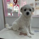 부티뽀샤 이미지