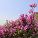 일림 Daum카페