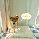 조아펫 | [조아펫]2025 메가주(하) 꼭 구매야 할 강아지 매트&amp;침대