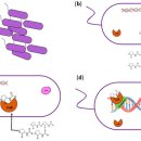 (주)세인바이오 | Chromobacterium Violaceum: 식물 물질의 항쿼럼 감지 활동 평가를 위한 모델