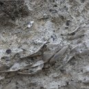 제주 서귀포층 패류화석 산지 이미지