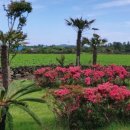 비자림빌리지 이미지