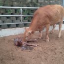 반갑소 농장 이미지