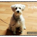 Tophandler 이미지