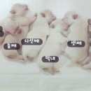빼로(perro) 이미지