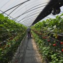 알뜰 농장 | 딸기체험농장_[경기/용인시] 포레스트벨 딸기체험