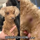 역대급이라 해도 과언이 아닌 강아지 유기 사건 (상처에 블러처리 함) 이미지