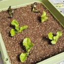 우리집 베란다 텃밭 만들기(상추, 루꼴라, 부추, 대파) 🌱
