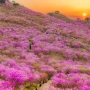 비슬산 이미지