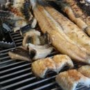 도림장어 이미지