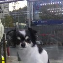 똥깡아지애견샵 이미지