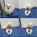 강아지 분양 프러포즈펫 | 도화동애견미용 잘하는곳?"펫앤펫"미용솜씨 대단해~