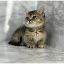 상상도그 이미지