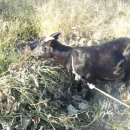 오륜농장 이미지