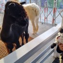 마추피추애견블랙 이미지