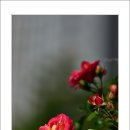 호수공원11로 이미지