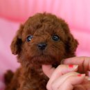 푸들푸들 이미지