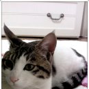 누렁소마트