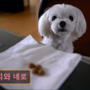 구피애견 이미지