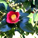 동백나무집 이미지