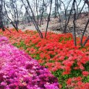 배봉산근린공원 아시아경제