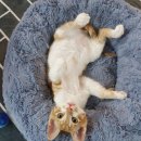 냥린이네 이미지