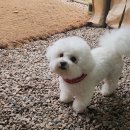 이소리111 멍펜션 이미지