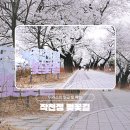 세븐일레븐 언양수남마을점 | 울산 벚꽃 축제 작천정 《익숙한 길도 벚꽃이 피면 여행이 된다》