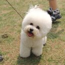 행복한 강아지 이미지