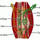 Re: muscle spindle(고유감각 수용기의 이해를 위한 공부) 이미지