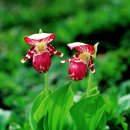 복주머니 이미지