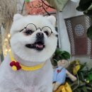 도담애견 이미지