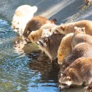 거북농장 이미지