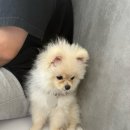리츠펫 동탄능동점 이미지