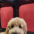 용인대 S.M복싱 이미지