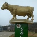 홍성한우 중부매일