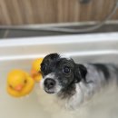 앙볼리펫살롱 이미지