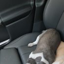 푸른종합동물병원 이미지