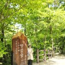곰배령새소리 | 강원도 인제 곰배령 탐방 예약 방법과 5월 야생화