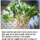 잎연한 산고들빼기잎 내일발송 주문 받습니다 이미지