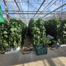 광업농장 이미지